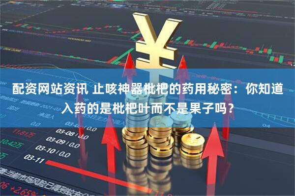配资网站资讯 止咳神器枇杷的药用秘密：你知道入药的是枇杷叶而不是果子吗？